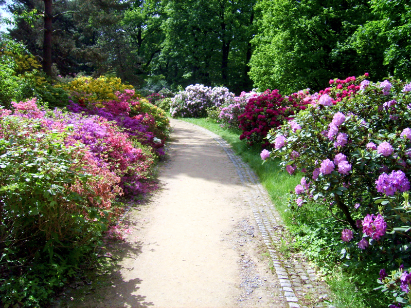 Rhododendron-Park
